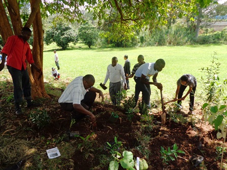 tree planting exercise