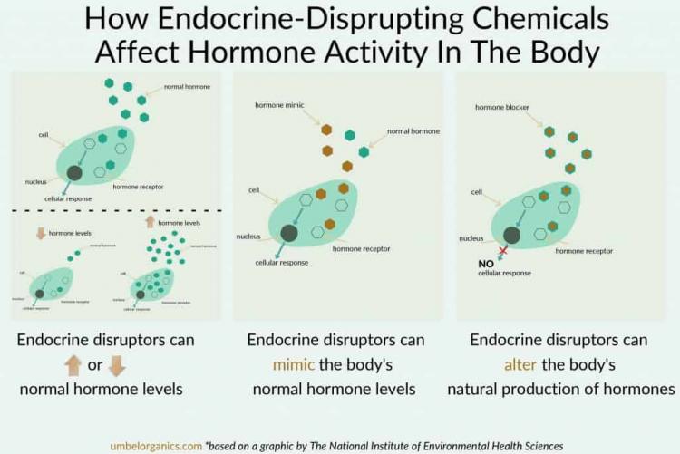 (image by National Institute of Environmental Health Sciences (NIEHS))